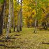 Quiet Grove - Heath Ranch