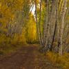 Last Dollar Road