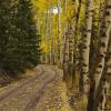 Last Dollar Road