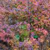Wild Mulberry