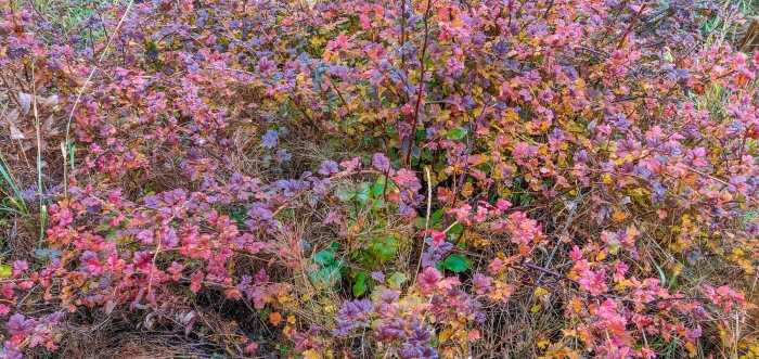 Wild Mulberry