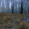 Game Trail