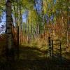 Gold Through the Gate