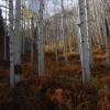 Ohio Pass Aspen & Ferns