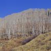 Slate River Valley Aspens +