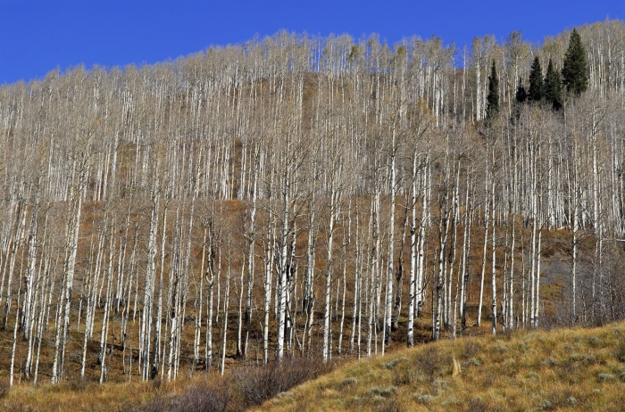 Slate River Ridgeline