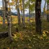 Through the Trees