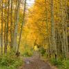 The Golden Path