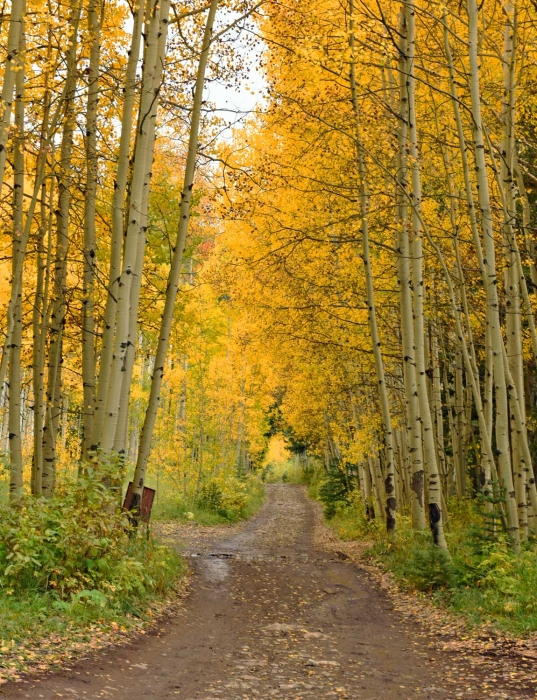 The Golden Path
