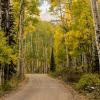 Forest Road +