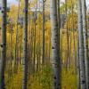 Aspen in the Mist +