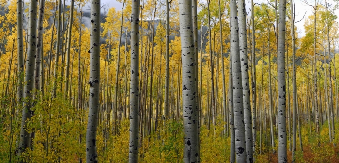 Aspen in the Mist +