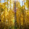 Sunstar Grove