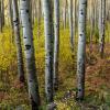 Independence Pass Aspen