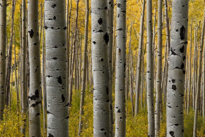 Aspen Gold
