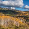 West Elk Aspen