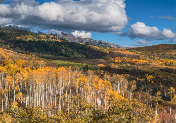 West Elk Aspen