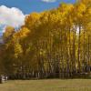 Cimarron Valley Aspen