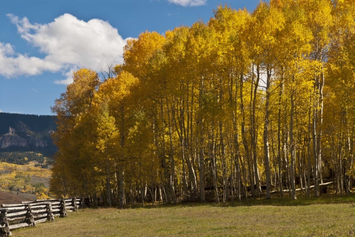 Cimarron Valley Aspen