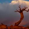 The Lone Pine
