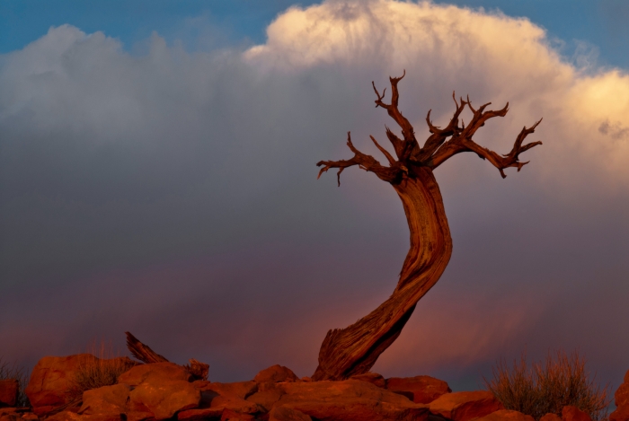 The Lone Pine