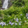 Cunningham Gulch Columbines
