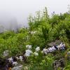 Yankee Boy Garden - Horizontal Version +