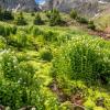 Colorado Wildflowers & High Basins - July 2015
