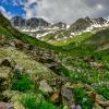 American Basin Columbines
