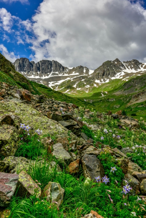 American Basin Columbines