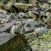 American Basin Pika