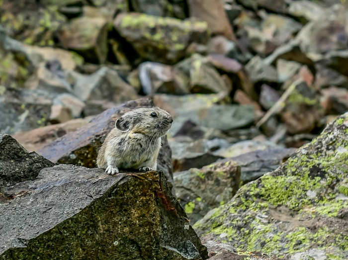 American Basin Pika