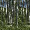 Aspen and Cow Parsnip