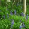 Aspen & Lupine
