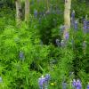 Aspen and Lupine