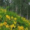 Mule's Ear Sunflowers