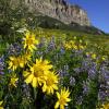 Gothic Mountain