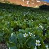 Colorado Wildflowers - Summer 2009