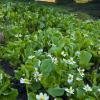 Marsh Marigolds Below Mt. Baldy