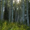 Sunstar in the Forest