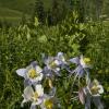 Gothic Valley Columbines