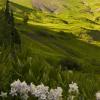 Gothic Valley Columbines