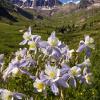 American Basin Columbines