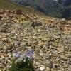 Survivor - The Lone Columbine