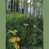Crested Butte Wildflower Festival - July 2011