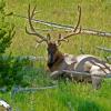Bull Elk
