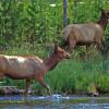 On the Firehole