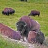 Guarding the Herd