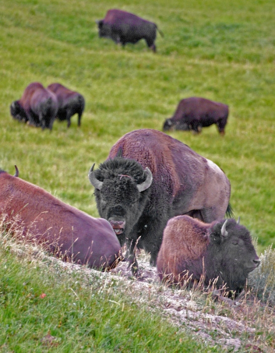 Guarding the Herd