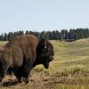 Lamar Valley Bison